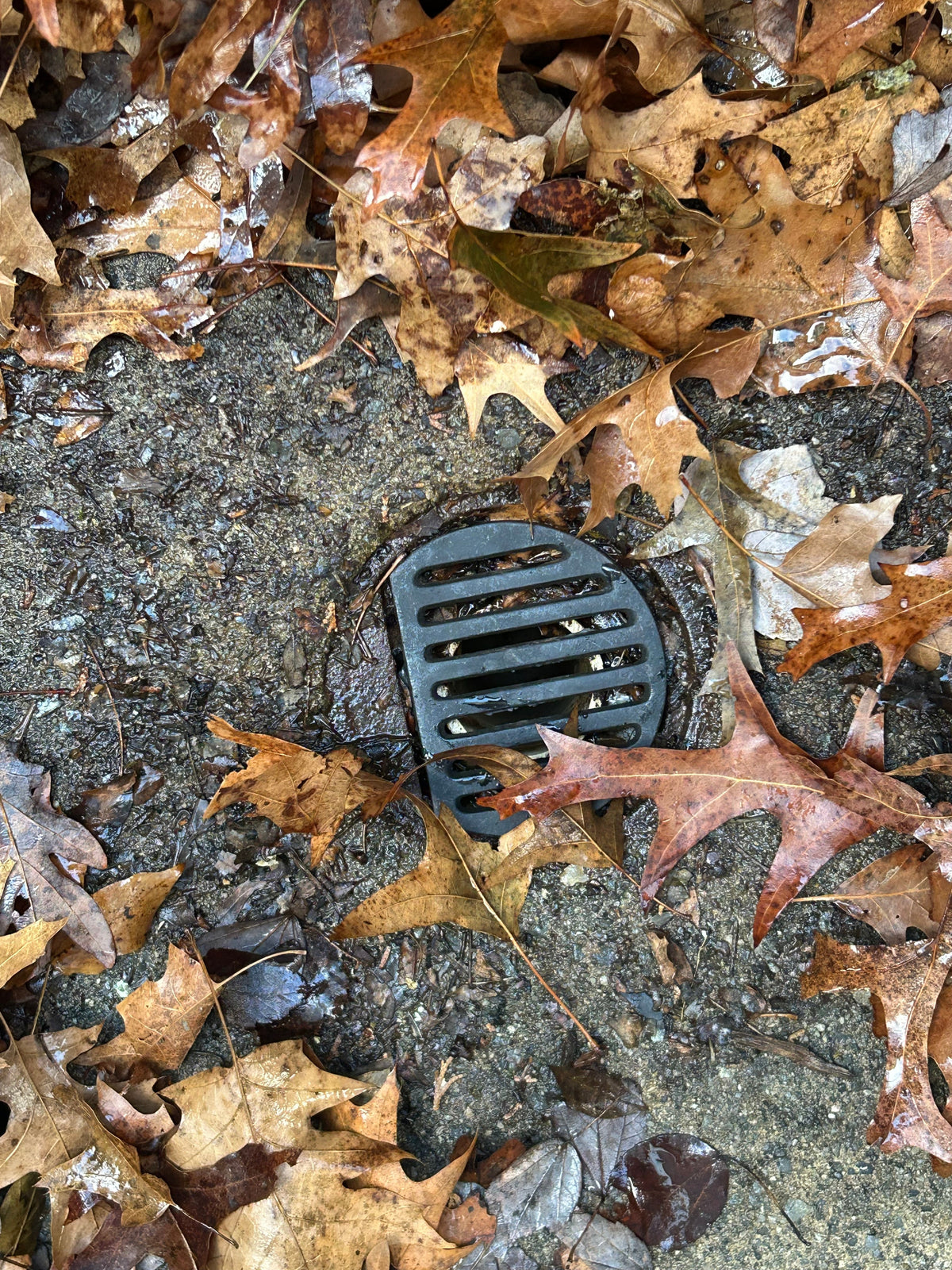 Cast iron D-drain grate surrounded by wet oak leaves in an exterior basement stairwell